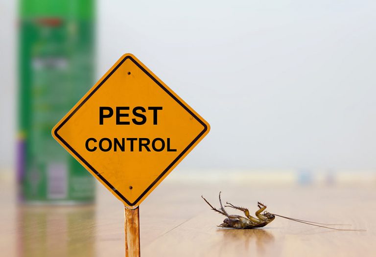 Pests and The Threats in Their Existence in the Kitchen