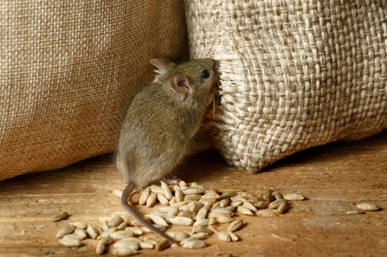 Rats Causing Havoc to Your Property? Rat Flaps Might Prove Beneficial For You