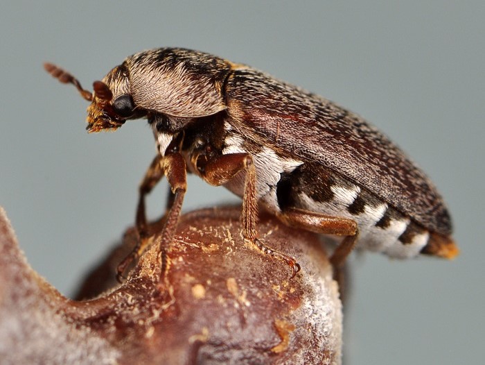 General Tips for Taking Care of Dermestid Beetles 