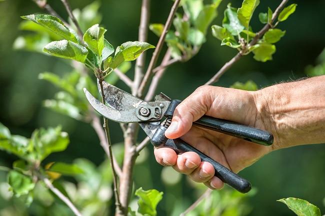 What Are The Benefits Of Pruning?