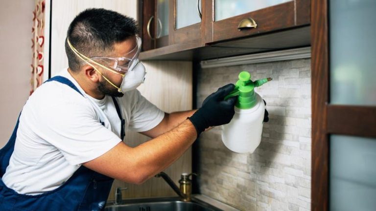How do Pest Control Services Provide Cleanliness? 