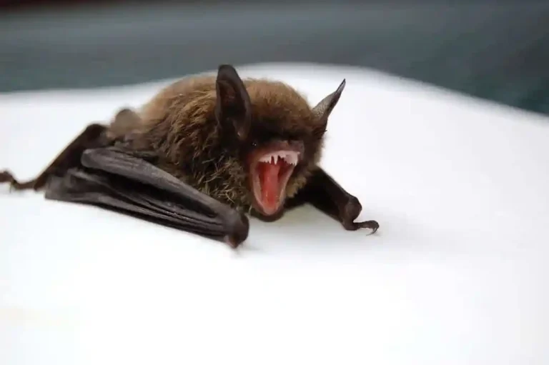 Strategies for Bat Removal from the Home And Why