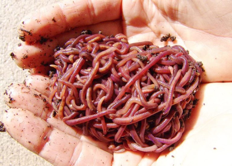 Red Wiggler Worms in Urban Gardening: Small-Scale Composting Solutions