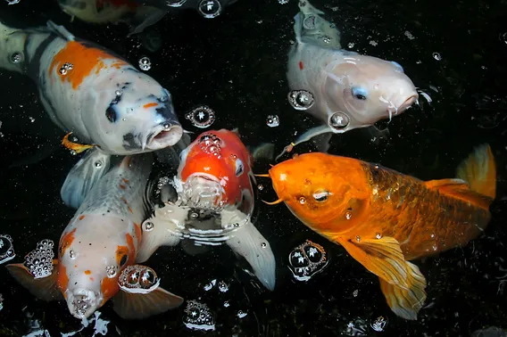 ​Buying Koi Fish: A Guide for Beginners