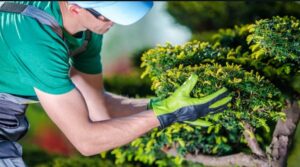 Certified Arborist
