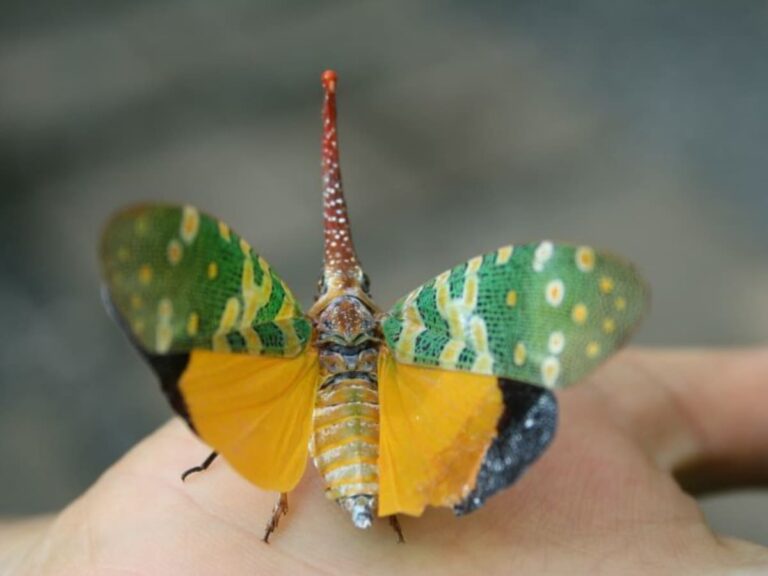 Bug Beauty Contest – Which Pests Are Weirdly Cute (A Fun Guide)