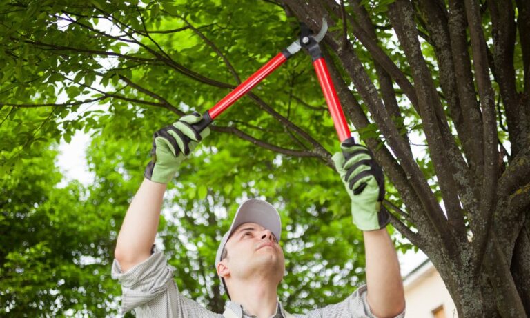 How to choose a tree service company?