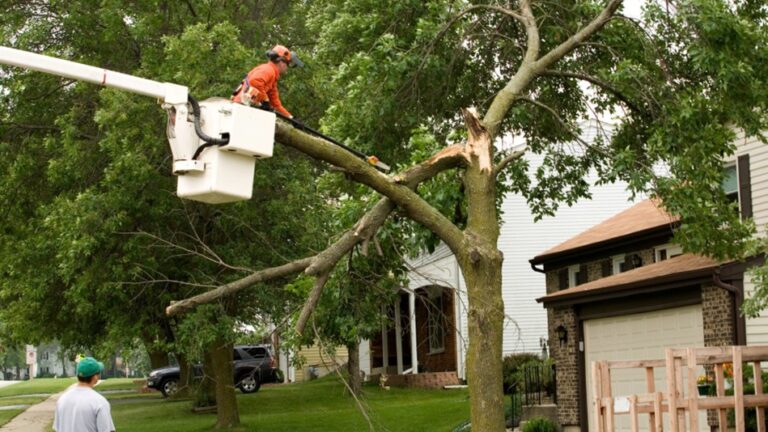 The Role of Tree Services in Preventing Damage During Construction