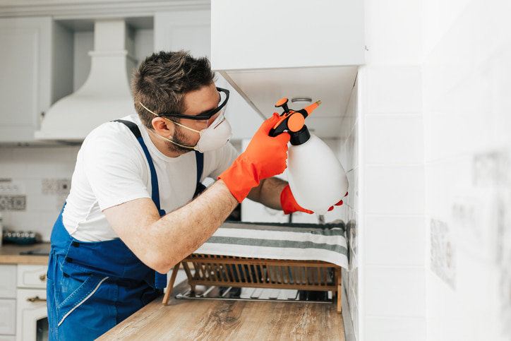 Best Pest Control Options Near Ashburn – DIY vs. Professional Help