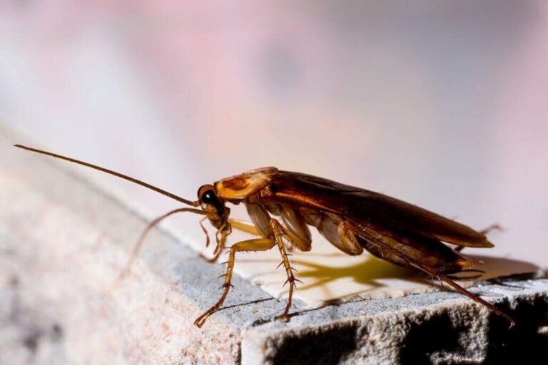 Top Pests in Vancouver Homes and How Professional Services Help
