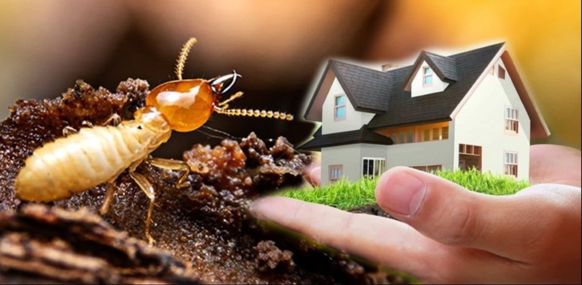 Guide to Ant Control